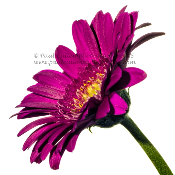Dark pink Gerbera isolated on a White background profile view.
